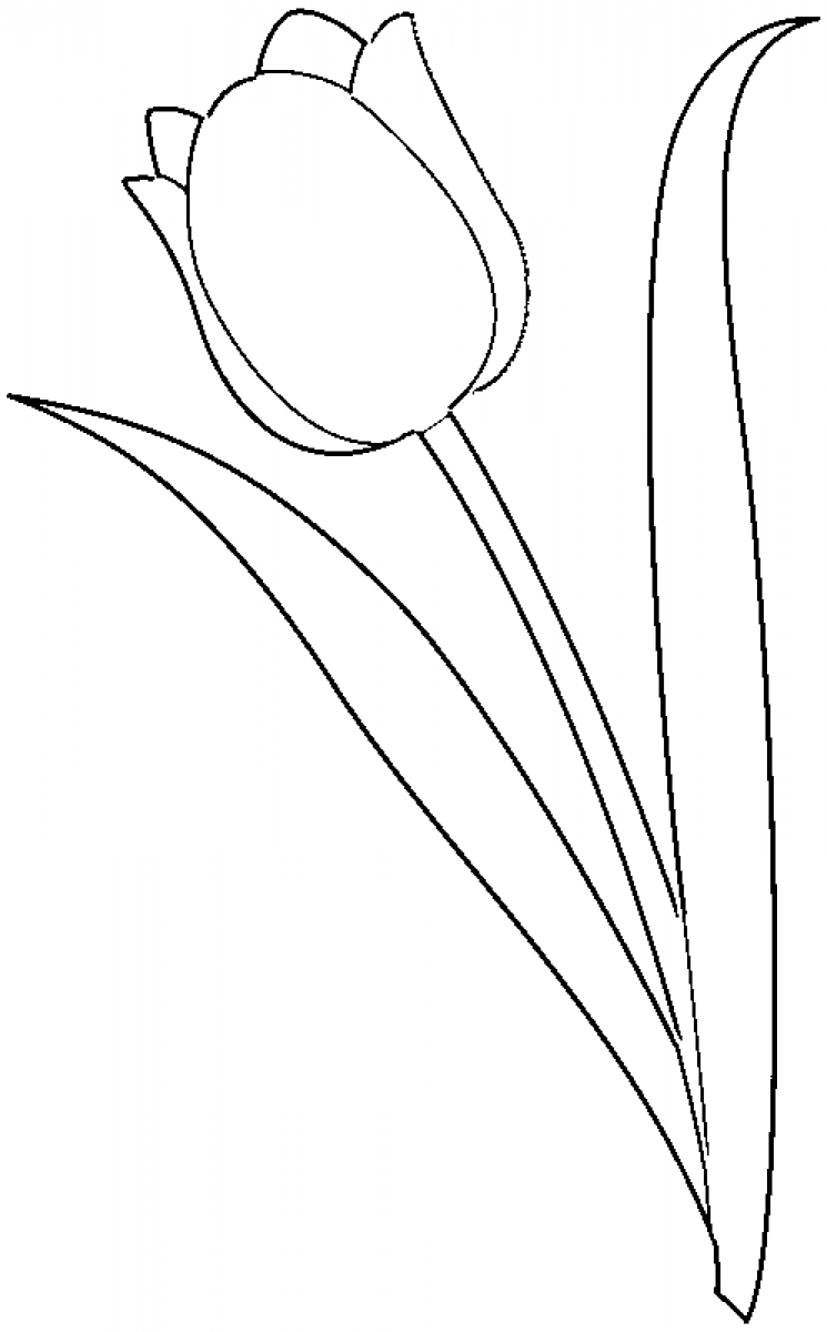Printable tulip black and white image for drawing, Coloring Page for kids.