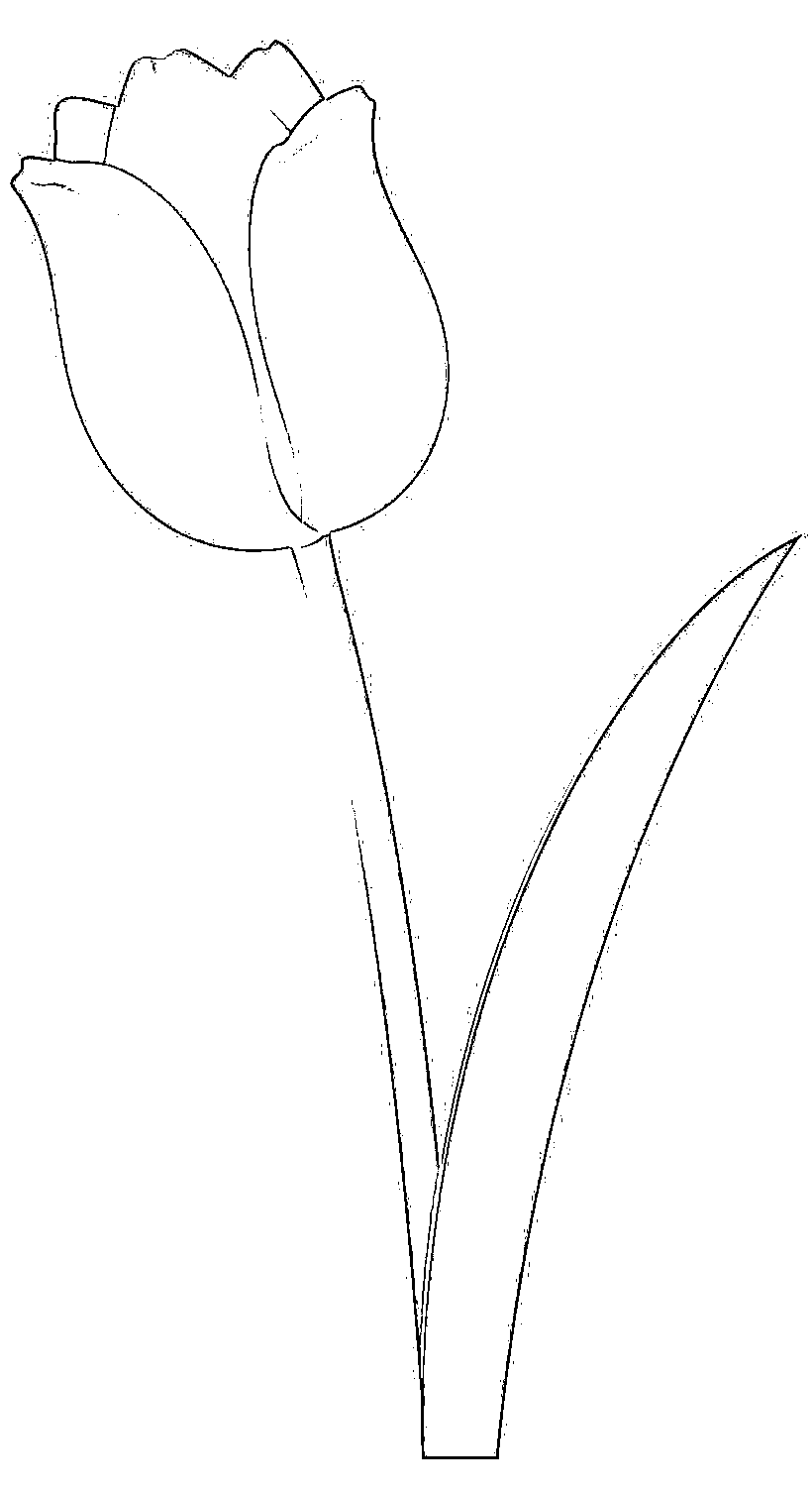 Printable tulip black and white clip art Coloring Page for kids.