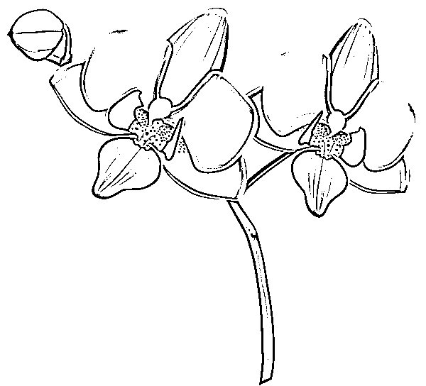 Printable orchid clip art black and white Coloring Page for kids.