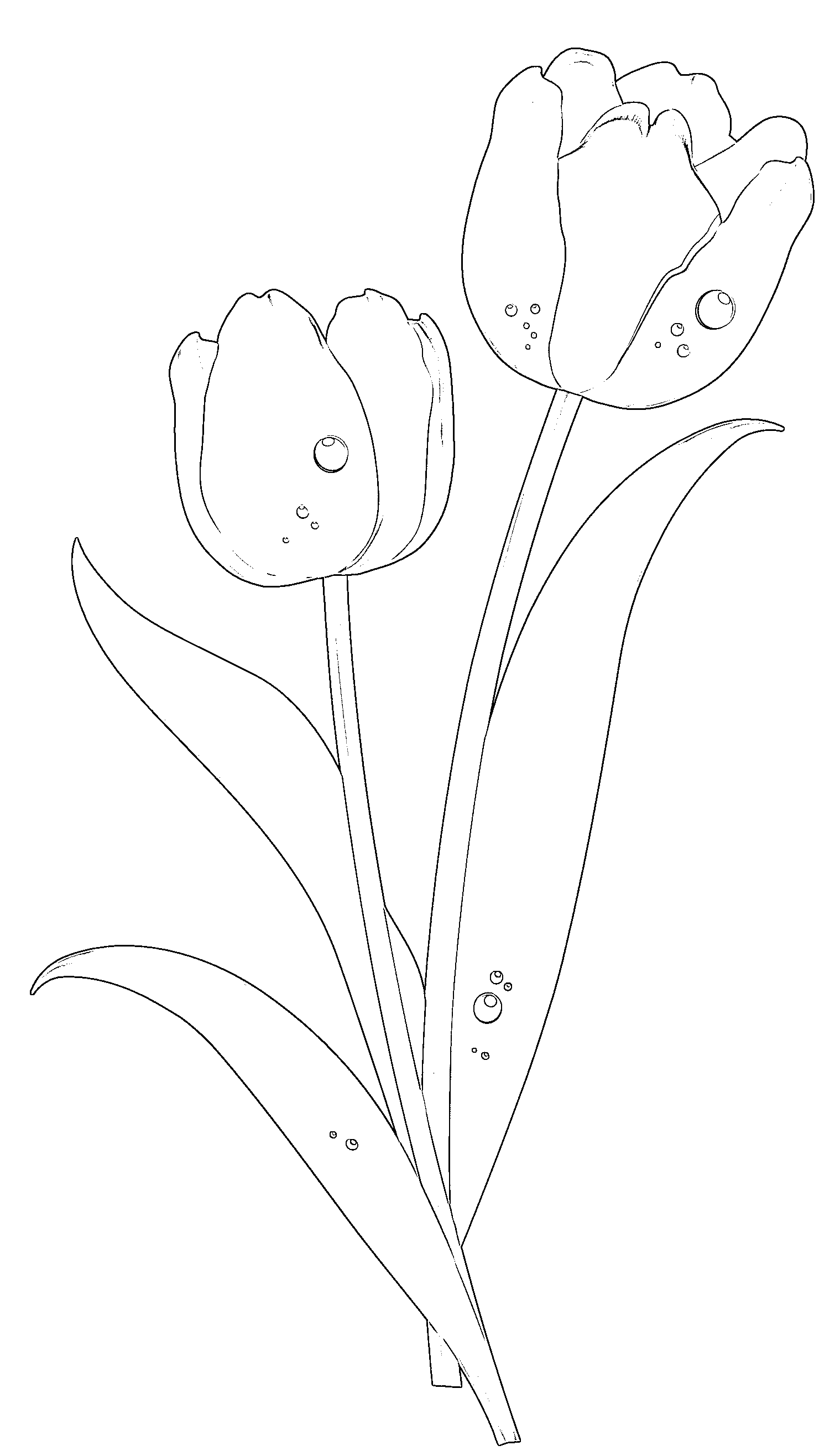 Printable tulip sketch clip art black and white Coloring Page for kids.
