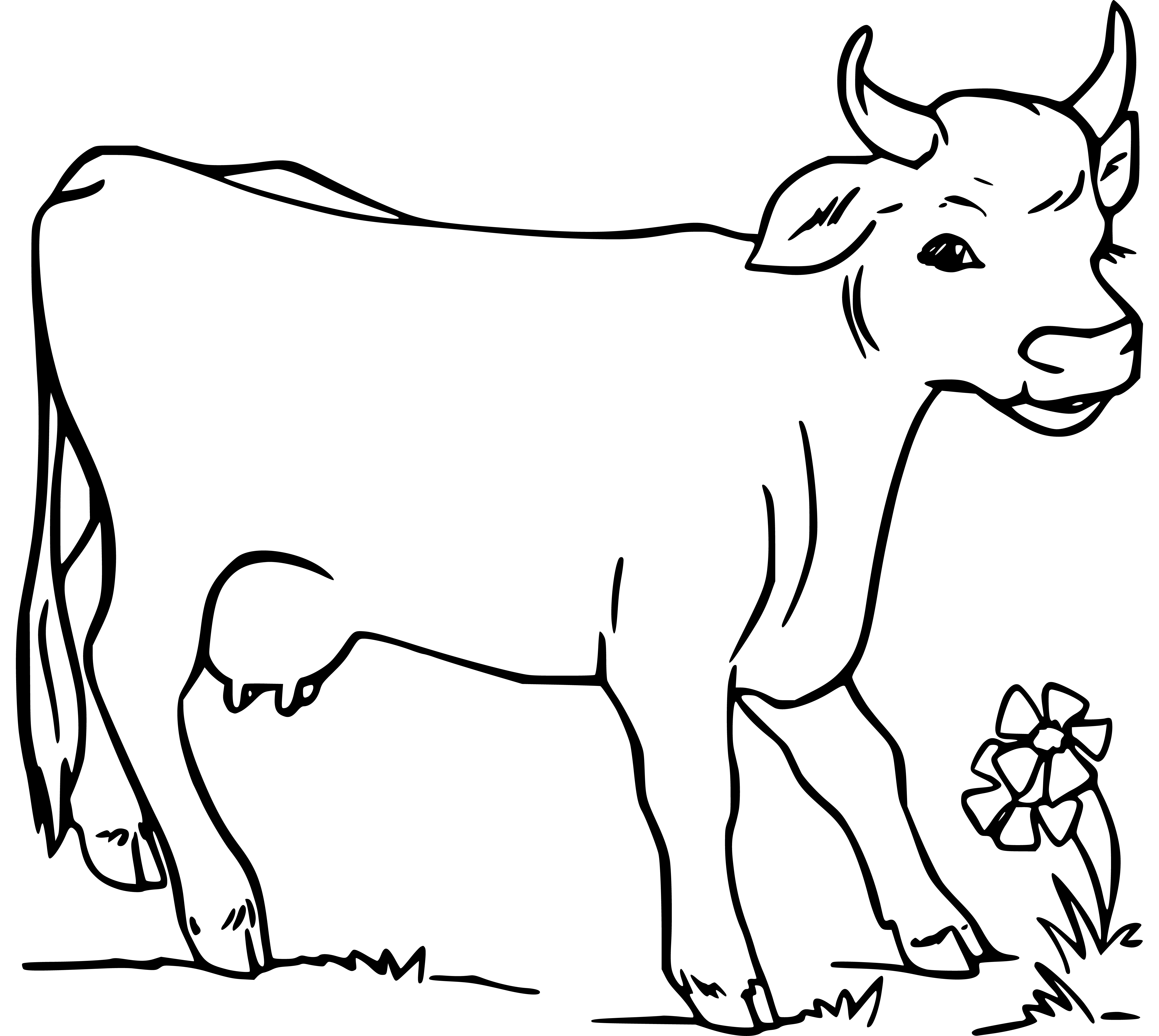 Printable Cow (Dairy Cattle) Coloring Page for kids.