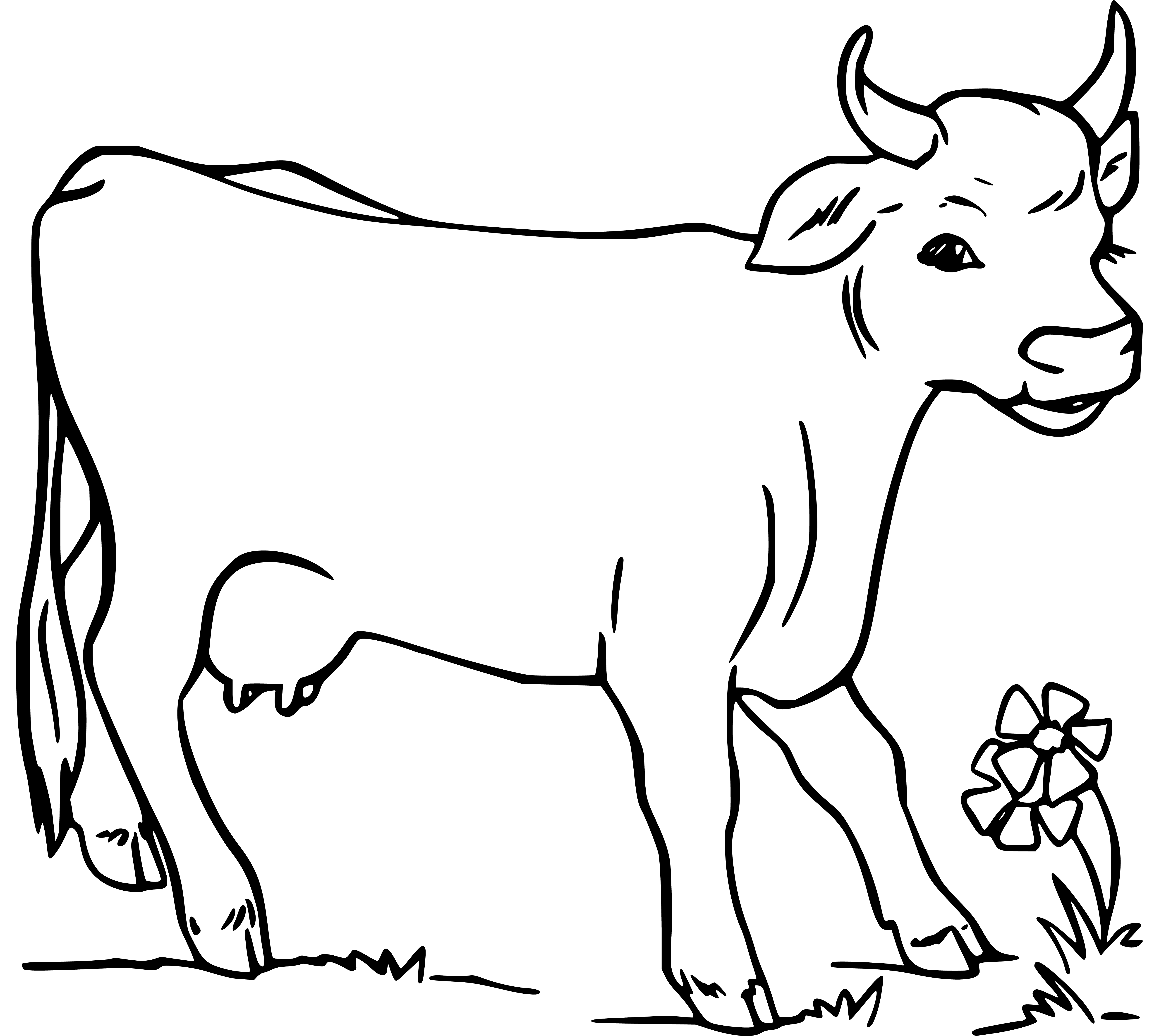 Cow Coloring Pages 1