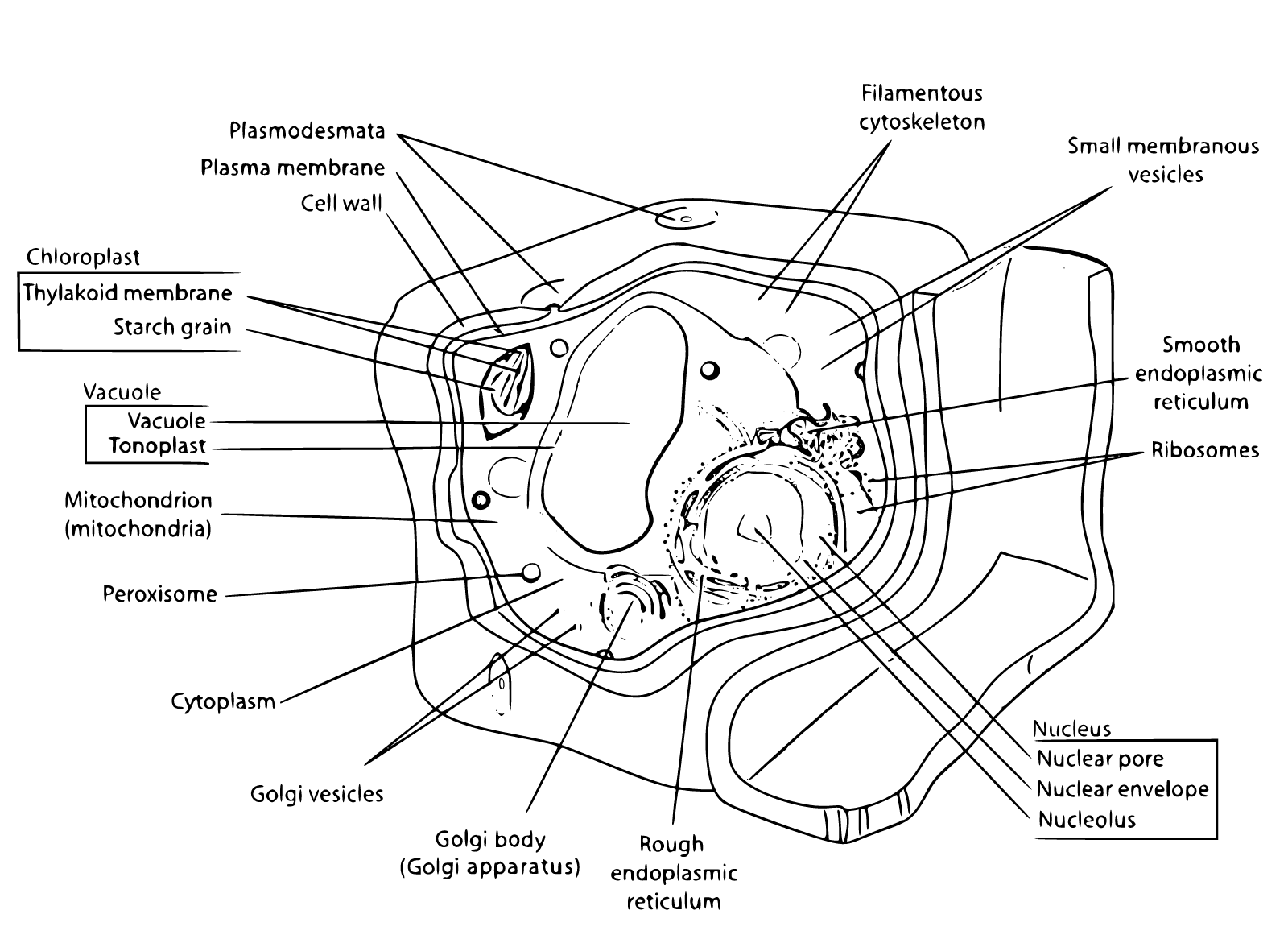 Plant Cell Coloring Sheets Coloring Pages 3 Printable Sheets Simple 