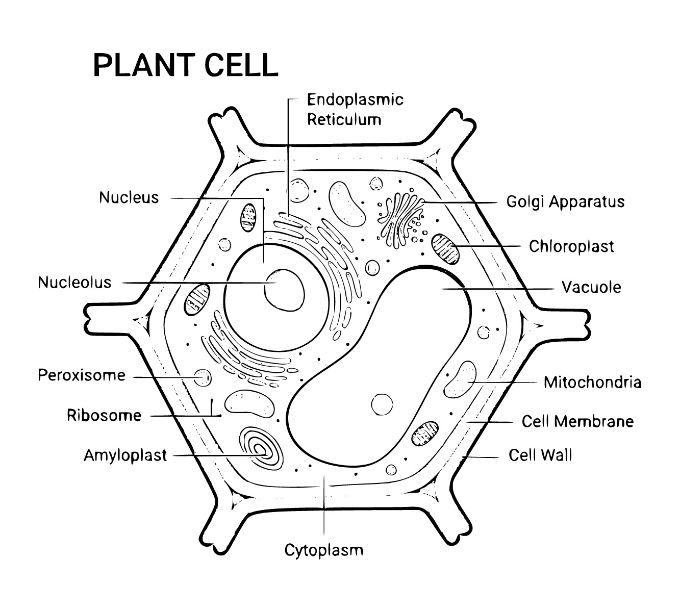 Plant Cell Coloring Sheets ceb2fa5a